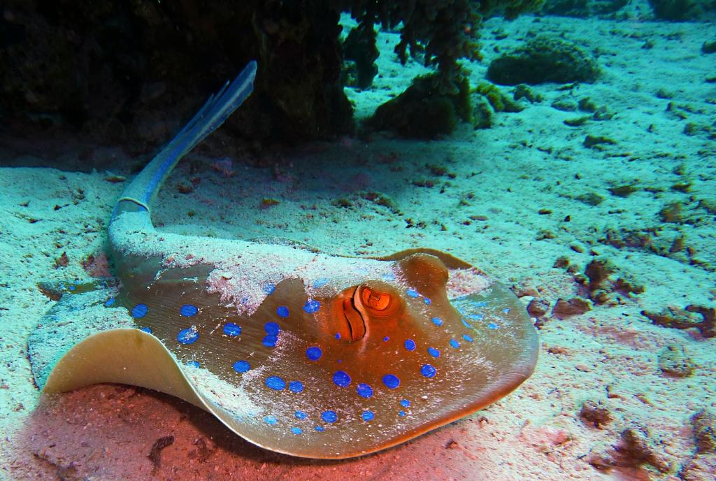 diving immersioni in sicilia