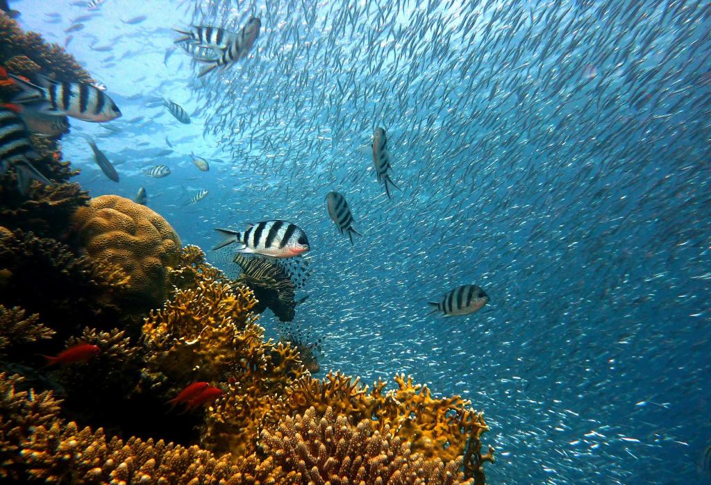 diving immersioni in sicilia2