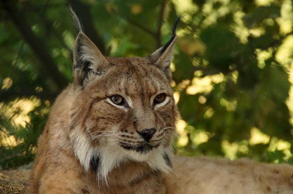 Parco Faunistico Spormaggiore vedere gli animali in Trentino HotelAlpen ANDALO1