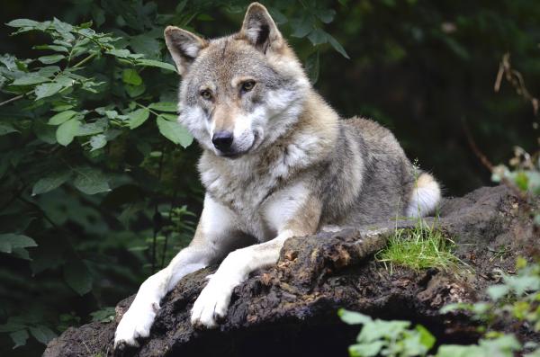 Spormaggiore Nature Reserve,  see the wildlife of Trentino