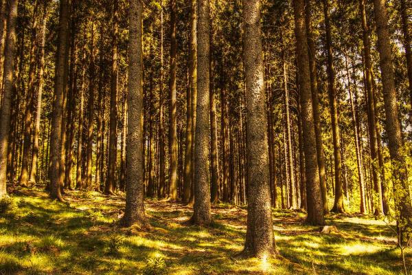 A walk for the entire family, the Tana dell'Ermellino in Andalo
